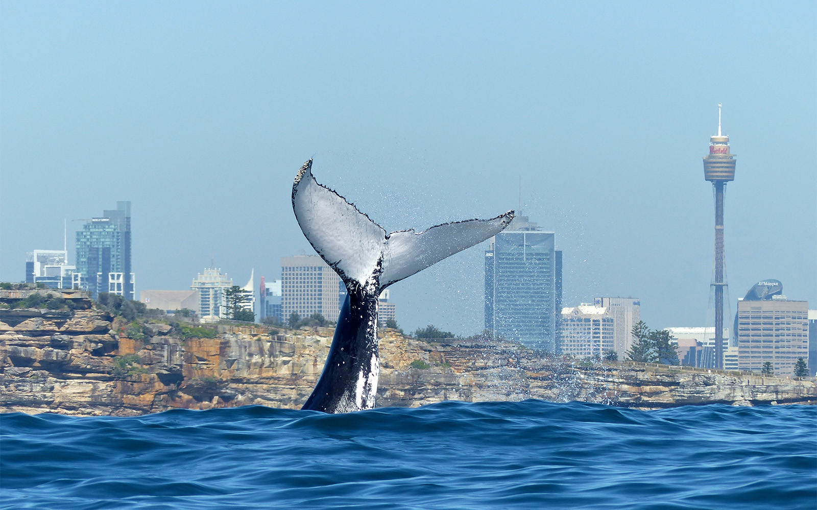 Sydney Whale Watching Cruise with Onboard Buffet tickets in Sydney - Highlights | TickYourList