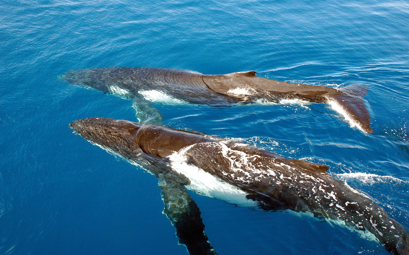 Sydney Whale Watching Cruise with Onboard Buffet tickets in Sydney - Features | TickYourList