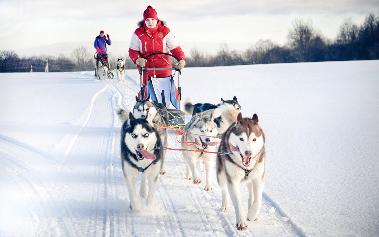 Day and Evening Tour – Santa's Pets, Sledding & Aurora Hunt tickets in Rovaniemi - Activities | TickYourList