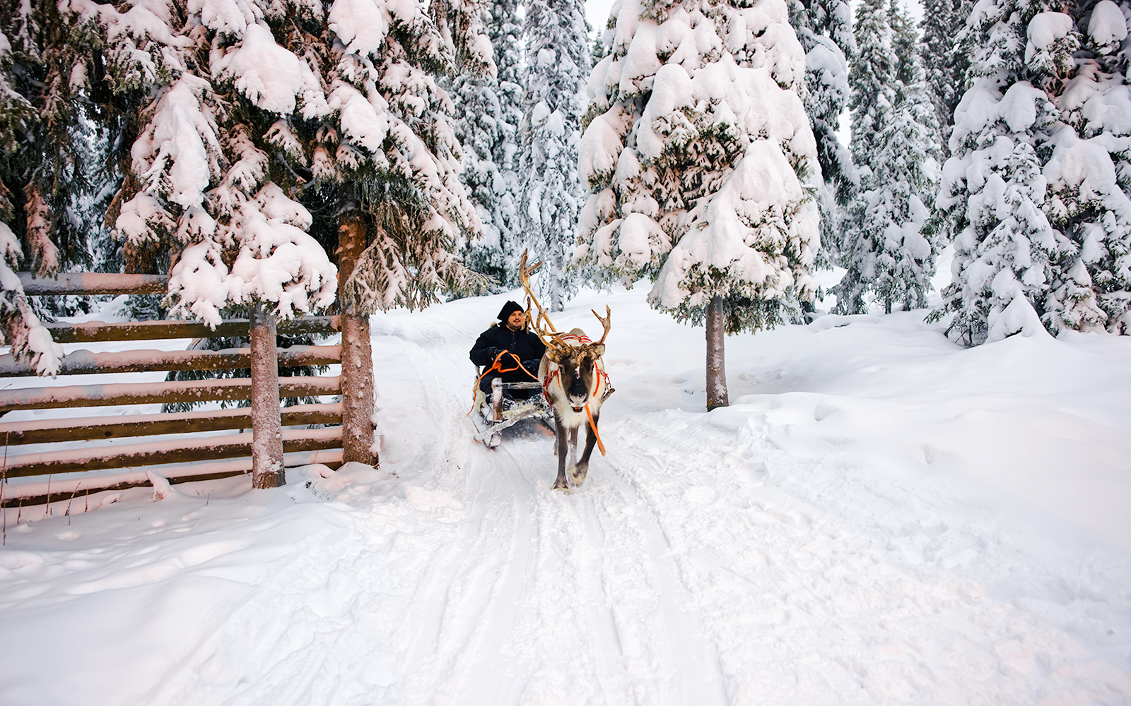 Meet Santa Claus, Reindeer Sleigh Ride & Huskies tickets in Rovaniemi - Activities | TickYourList