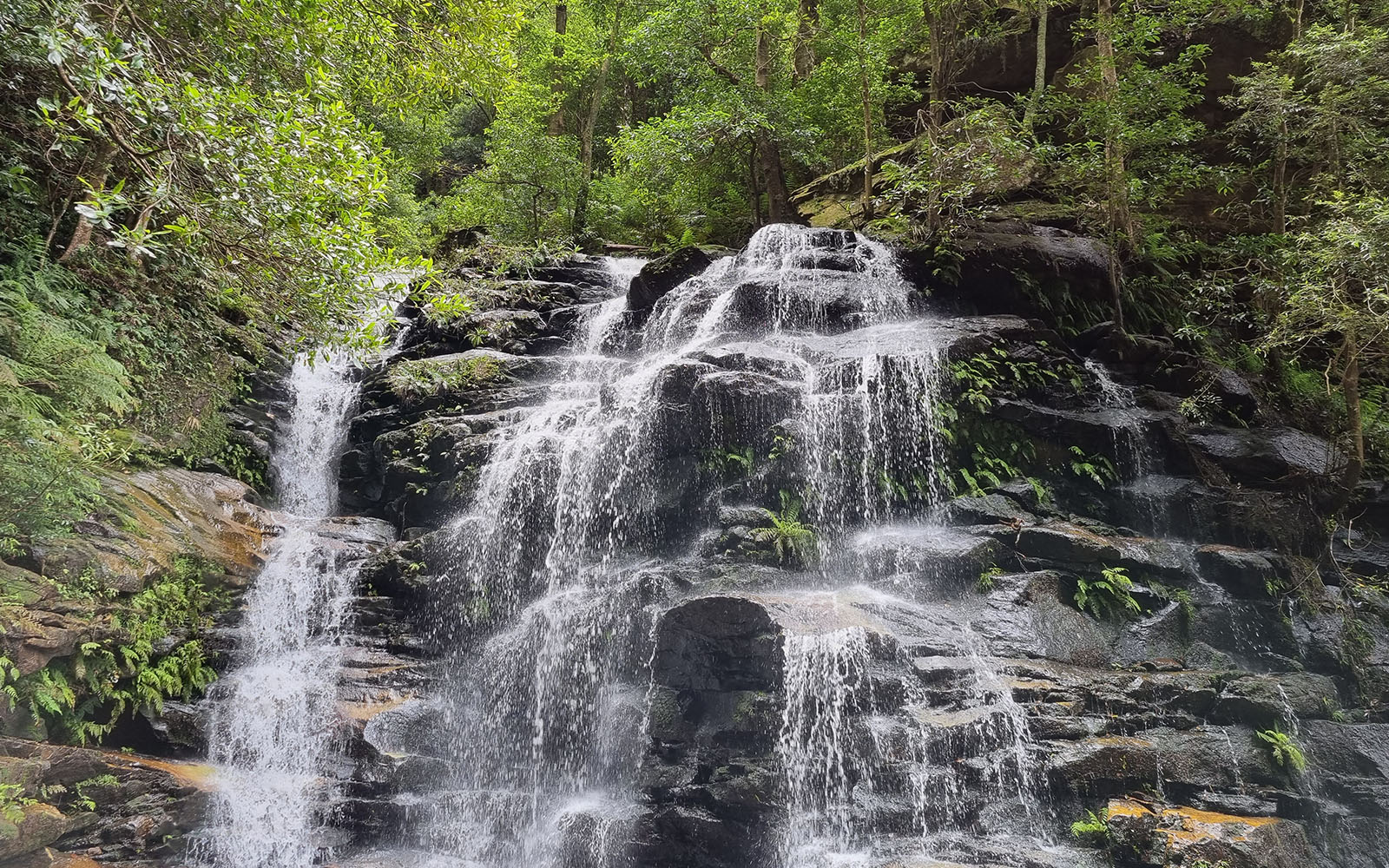 Blue Mountains Tour with Wentworth Falls, Guided Bushwalks & River Cruise tickets in Sydney - Activities | TickYourList