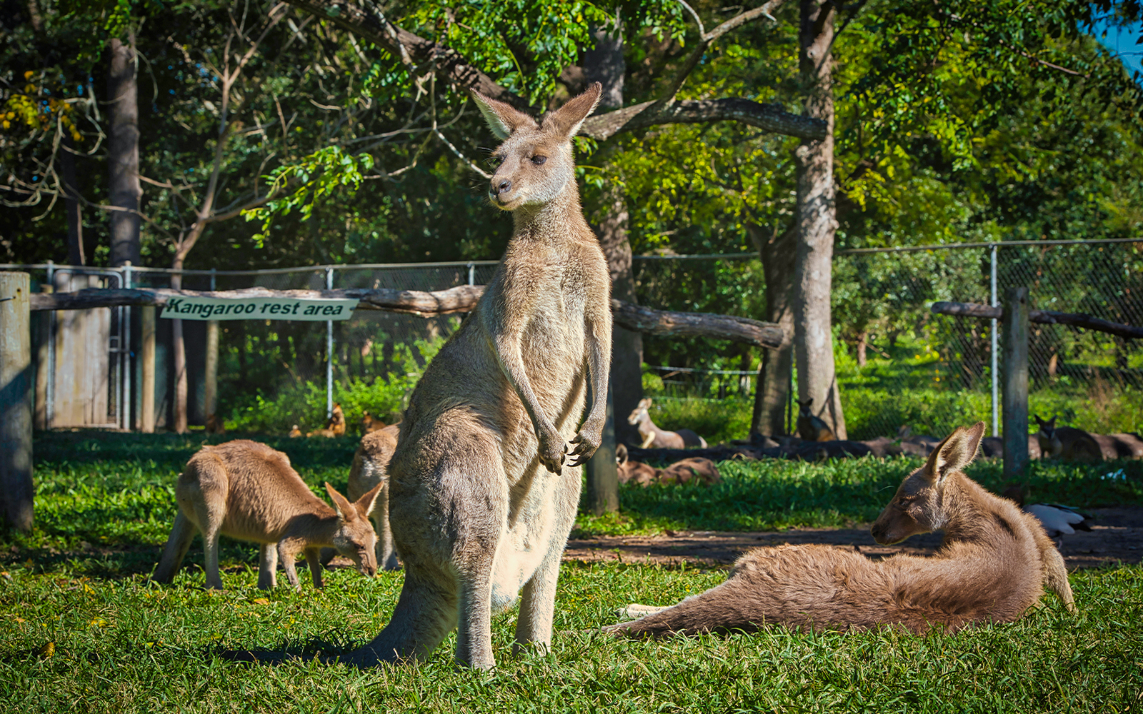 Blue Mountains Tour with Wentworth Falls, Guided Bushwalks & River Cruise tickets in Sydney - Highlights | TickYourList