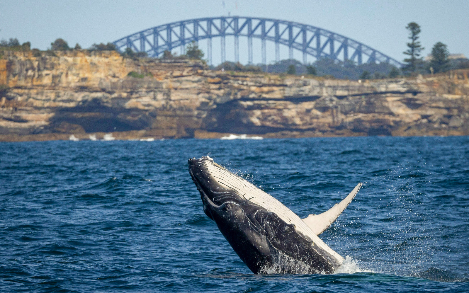 Sydney Whale Watching Inflatable Boat Cruise tickets in Sydney - Attractions | TickYourList