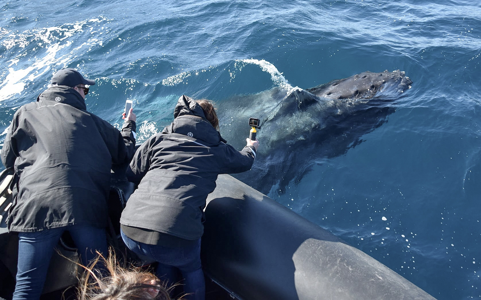 Sydney Whale Watching Inflatable Boat Cruise tickets in Sydney - Activities | TickYourList