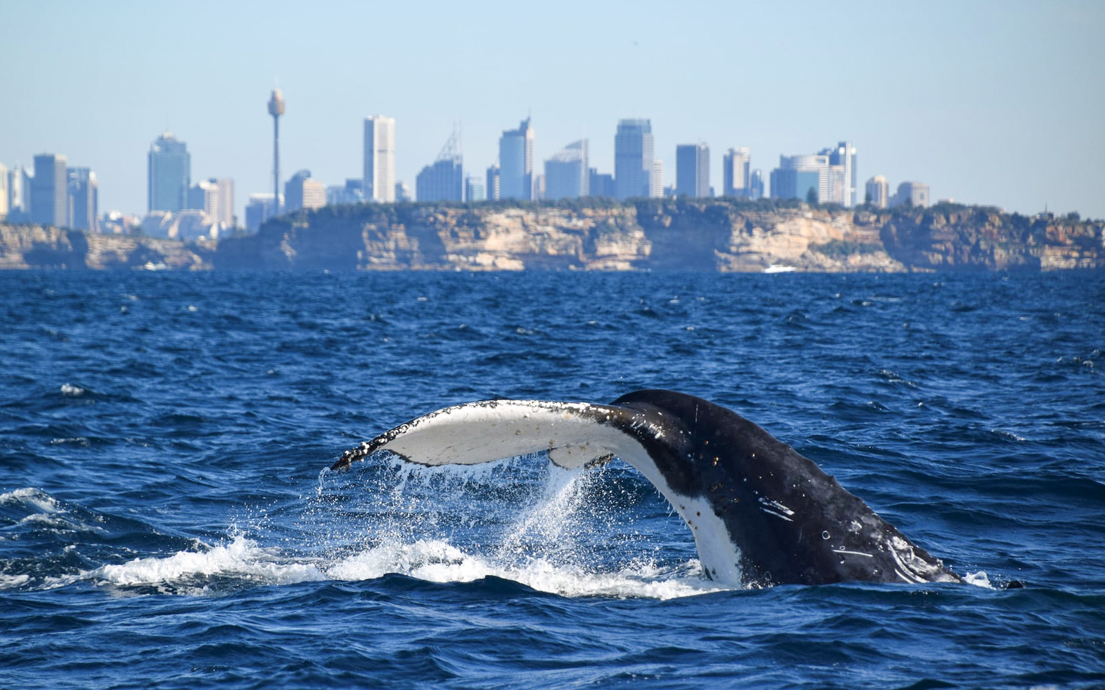 Sydney Whale Watching Inflatable Boat Cruise tickets in Sydney - Features | TickYourList
