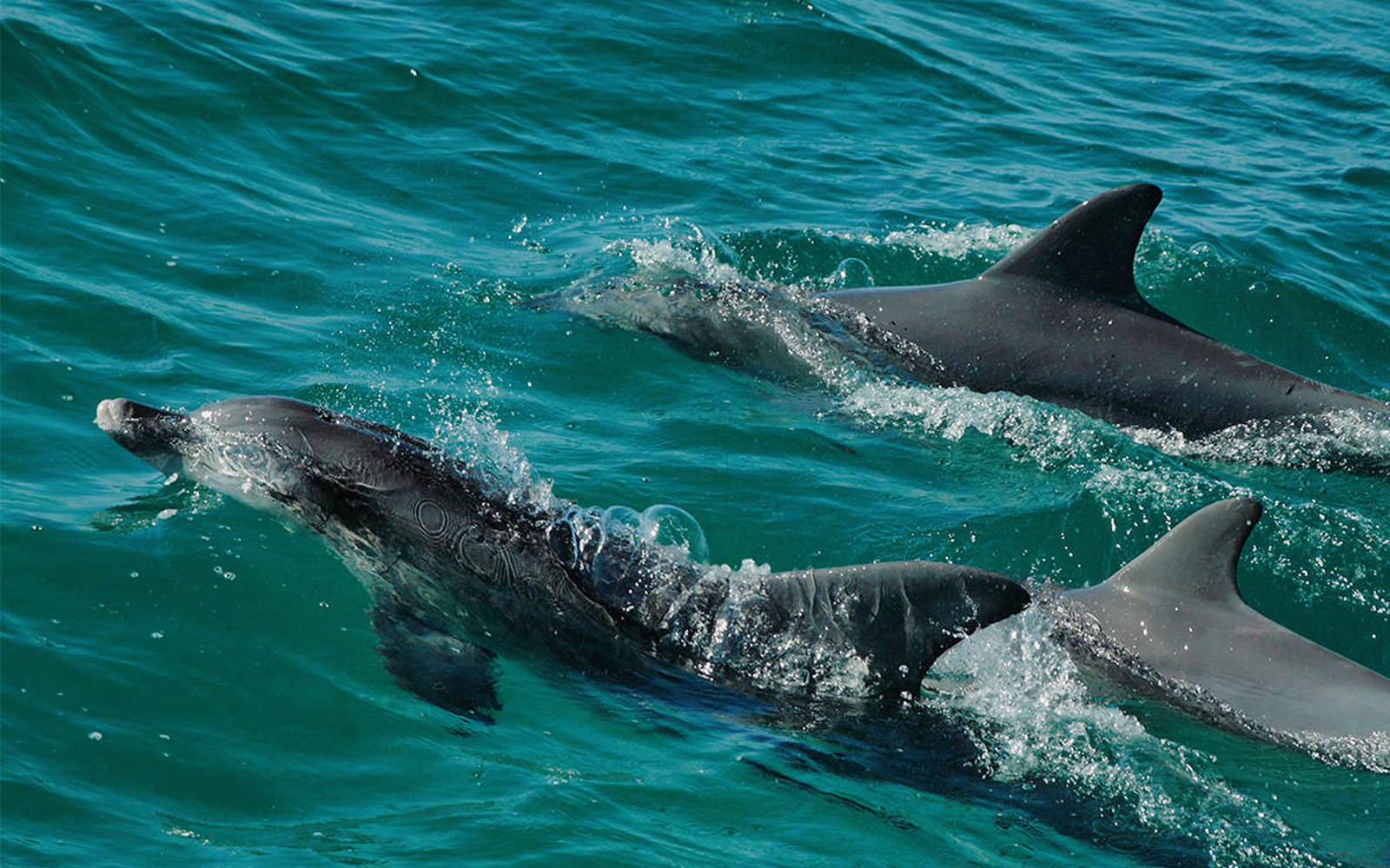Jervis Bay Dolphin Watching Cruise tickets in Sydney - Activities | TickYourList