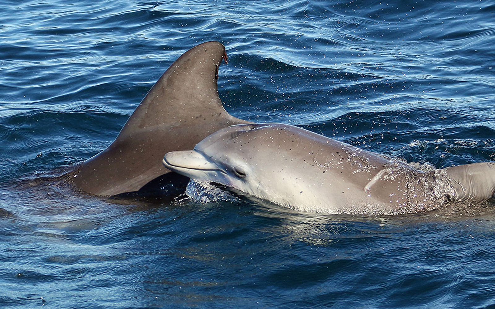 Jervis Bay Dolphin Watching Cruise tickets in Sydney - Highlights | TickYourList