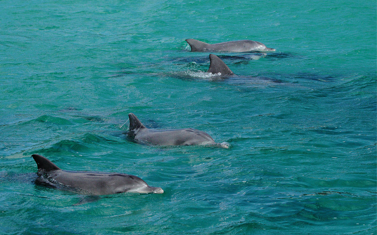 Jervis Bay Dolphin Watching Cruise tickets in Sydney - Full Experience | TickYourList