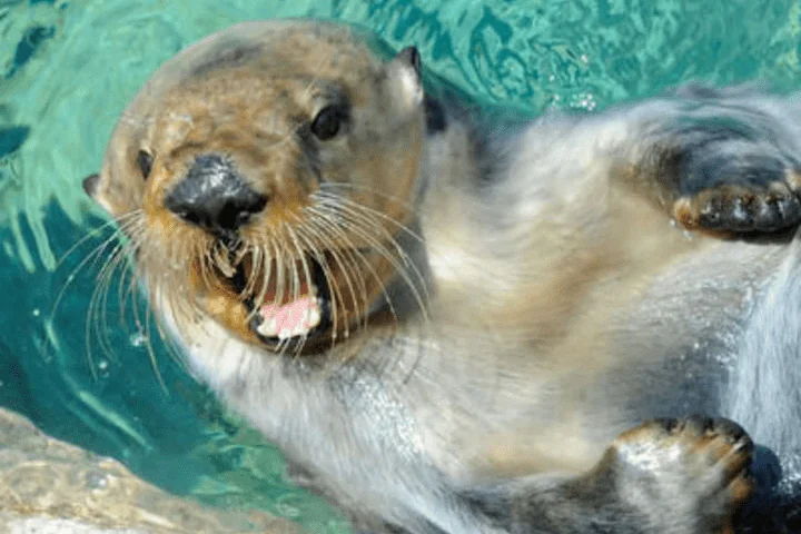 New York Aquarium ticket featuring playful sea otters