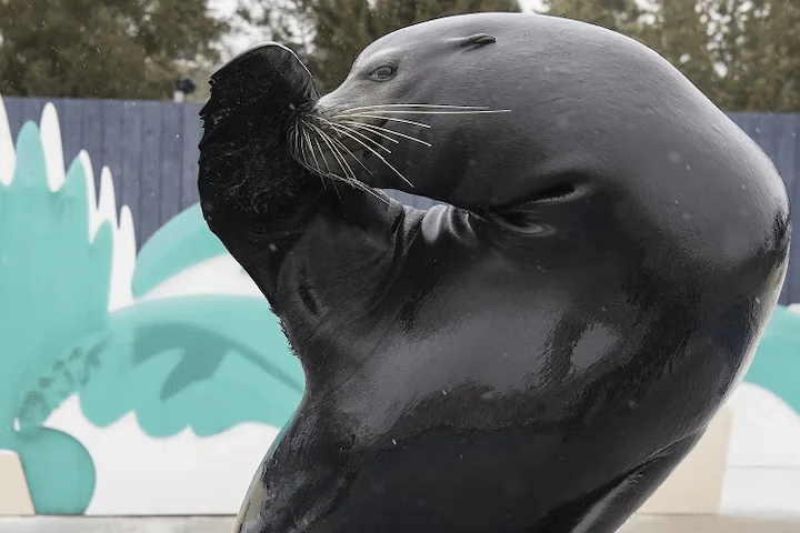 California sea lions at New York Aquarium show